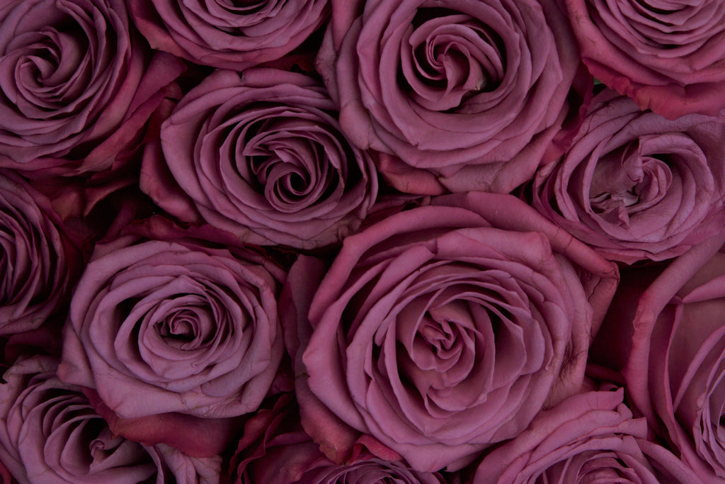 Image of Memory Lane lilac roses